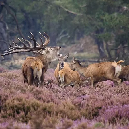 Boerderij Met Binnenzwembad En Wellness